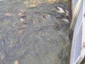Figure 1: Carp accumulating downstream of a Carp exclusion screen at Sweeneys wetland. (Photo courtesy SARDI)