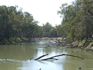 Figure 1. A healthy stretch of the Murrumbidgee with plenty of habitat for native fish (Photo courtesy of Jamin Forbes)