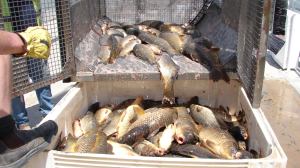 Carp being harvested from a Carp cage. (Photo by Ivor Stuart)