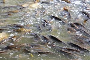 Carp can reach quite high abundance below barriers to migration such as dams and weirs.  (Photocourtesy of Leigh Thwaites, SARDI.)