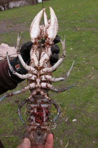 As a slow growing, late maturing, long-lived species, Murray Crayfish are susceptible to overharvest. (Photo courtesy of Jamin Forbes)