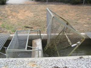 Carp cage installed at Turrumbarry. (Photo by Ivor Stuart)
