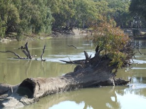 Figure 2. Identification of native fish 'hotspots' would greatly assist in the management of native fish communities (Photo courtesy of Jamin Forbes)