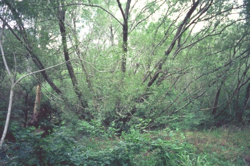 Fig 1. Feb 2005 - the creek bank, dominated by weeds prior to work.