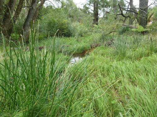 Figure 4: Raised water table enabled wetland sedges (Carex gaudichaudiana and Eleocharis sphacolata) to displace Creeping Buttercup (Ranunculus repens).