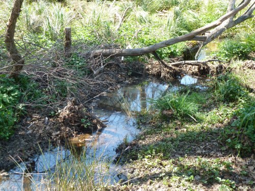 Figure 5: A natural pondage formed when debris was allowed to remain in the stream.
