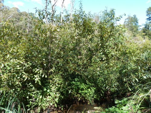 Figure 6: Dense plantings of Black Wattle (Calicoma serratifolia) and Gahnia (Gahnia sieberiana) protect creek banks from erosion.