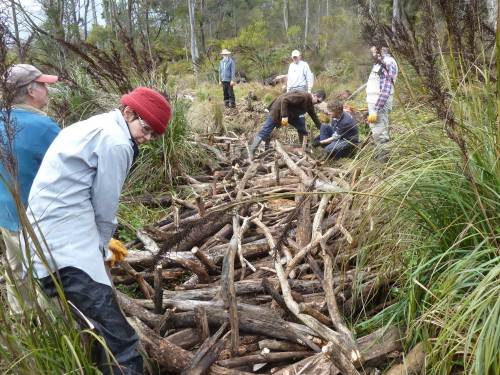 Figure 7: Volunteers using woody debris to protect the silt flat from scouring. 