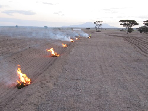 Fig.6 In situ burning of serotinous branch and seed material