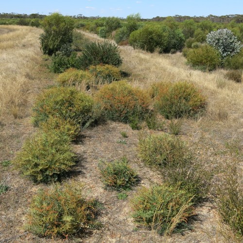 Figure 7: Photo of Dryandra nervosa juvenile plants establishing from one of the in situ burn pile locations. Other species used for this technique included Dryandra cirsioides, Dryandra drummondii, Hakea pandanicarpa, Isopogon buxifolius, and Hakea corymbosa.