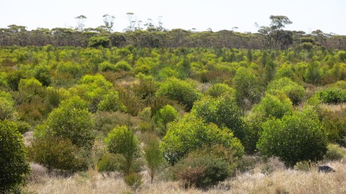 Figure 9: Photo showing 3 year old establishment and growth of a Banksia media/Eucalyptus falcata Mallee shrub plant community with granitic soil influence from the 2012 Monjebup North restoration project.