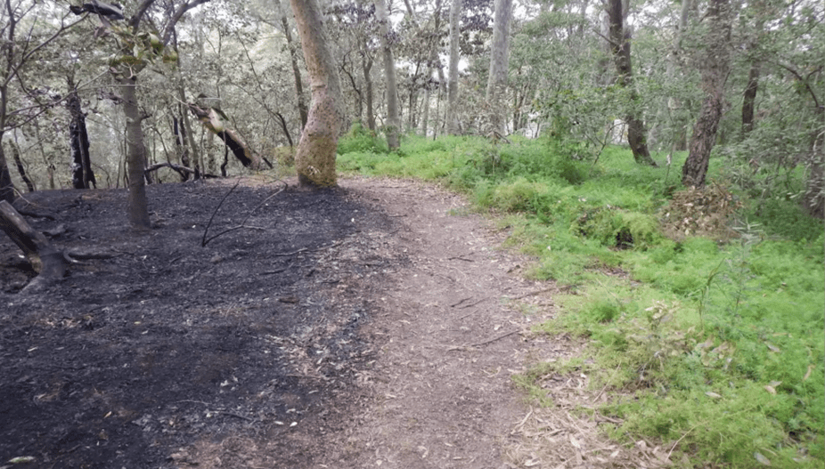 Photograph showing the boundary between burnt and unburnt areas in a forest